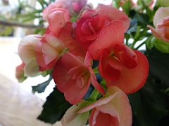 begonia13 (2)